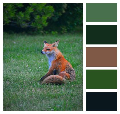 Sitting Fox Fox Sitting Alone In A Field Image